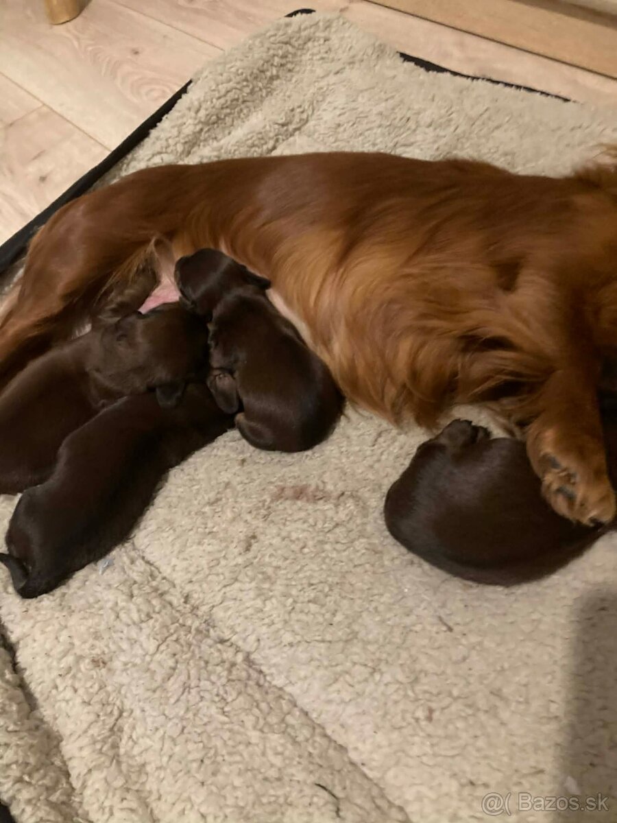 Jazvecik trp.kr. dlhosrsty s PP - 2