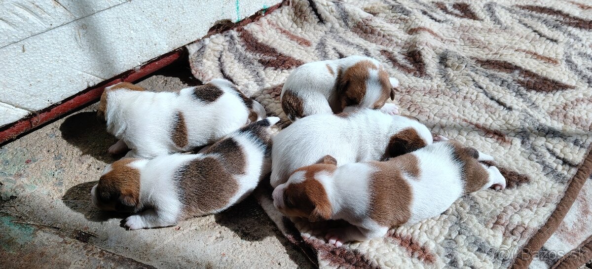 Predám JRT - 2
