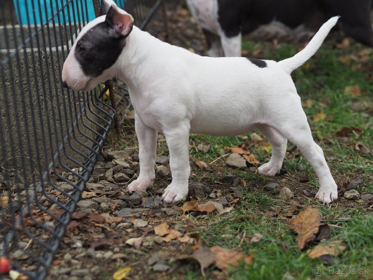 Miniatúrny bullterrier s PP - 2