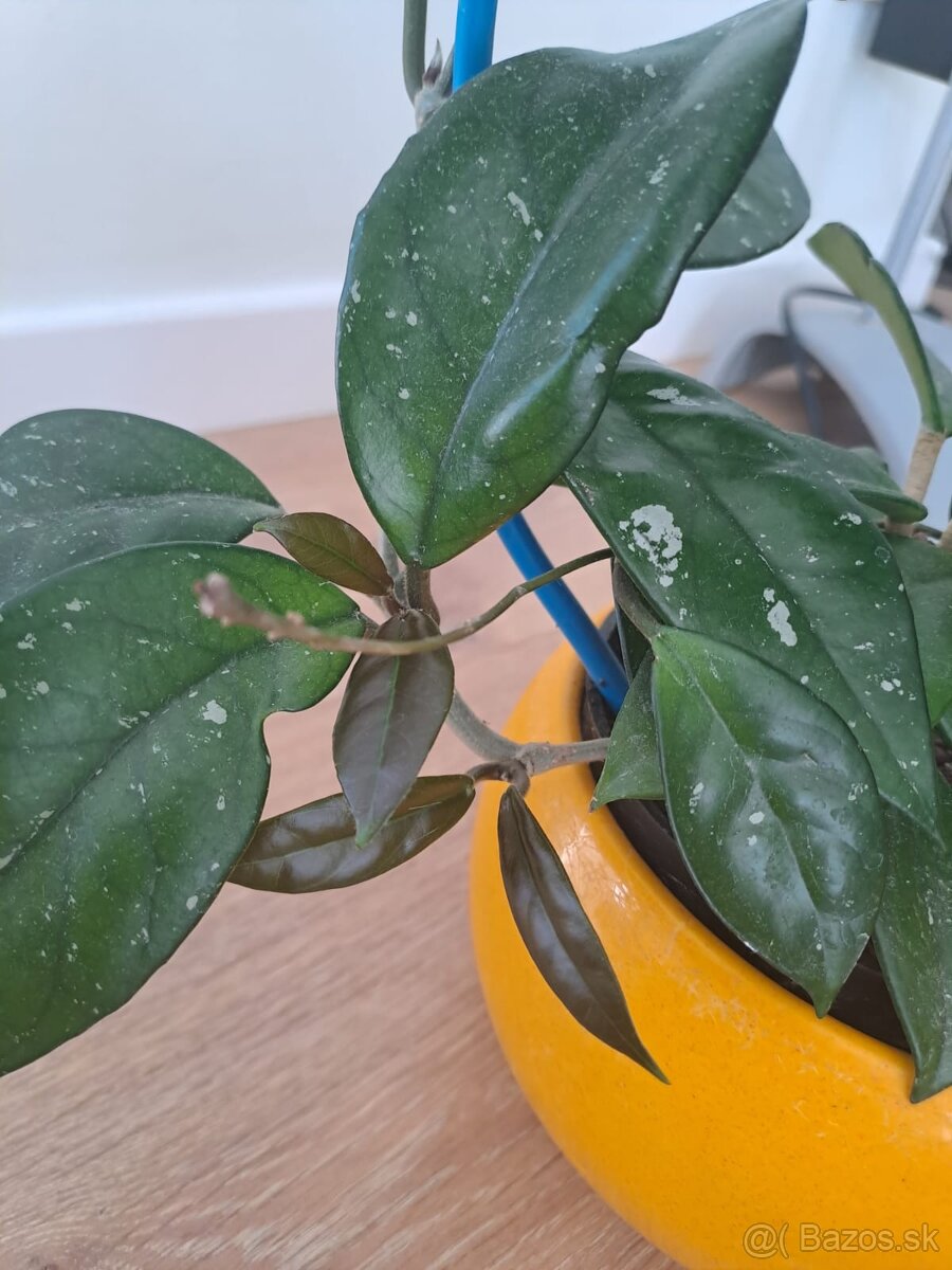 Hoya carnosa, hoja - voskovka - 2