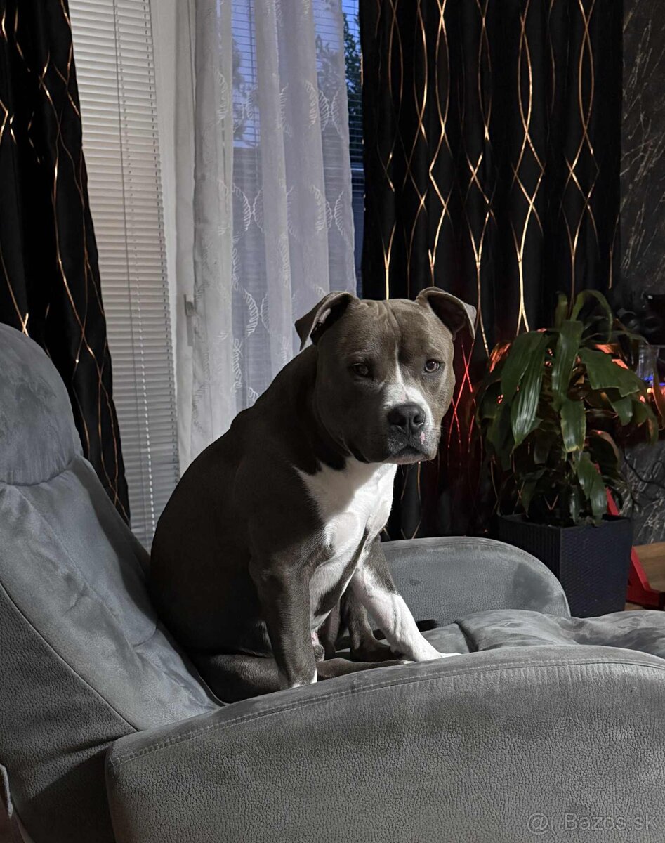 Staford na krytie - 2