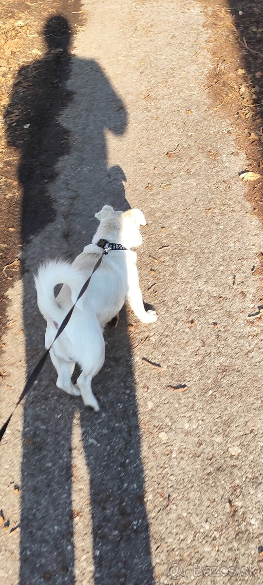 Darujem do dobrých rúk psíka. - 2