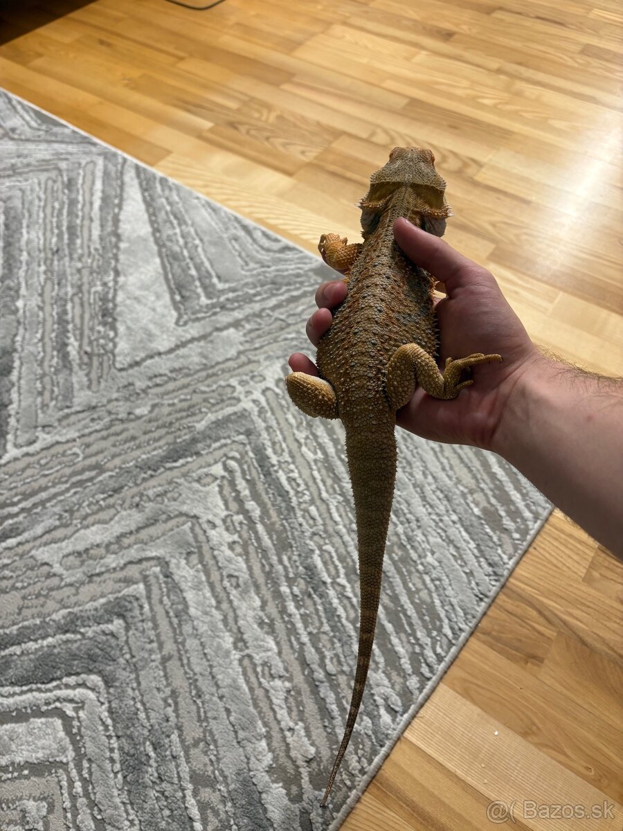Agama bradata - 2