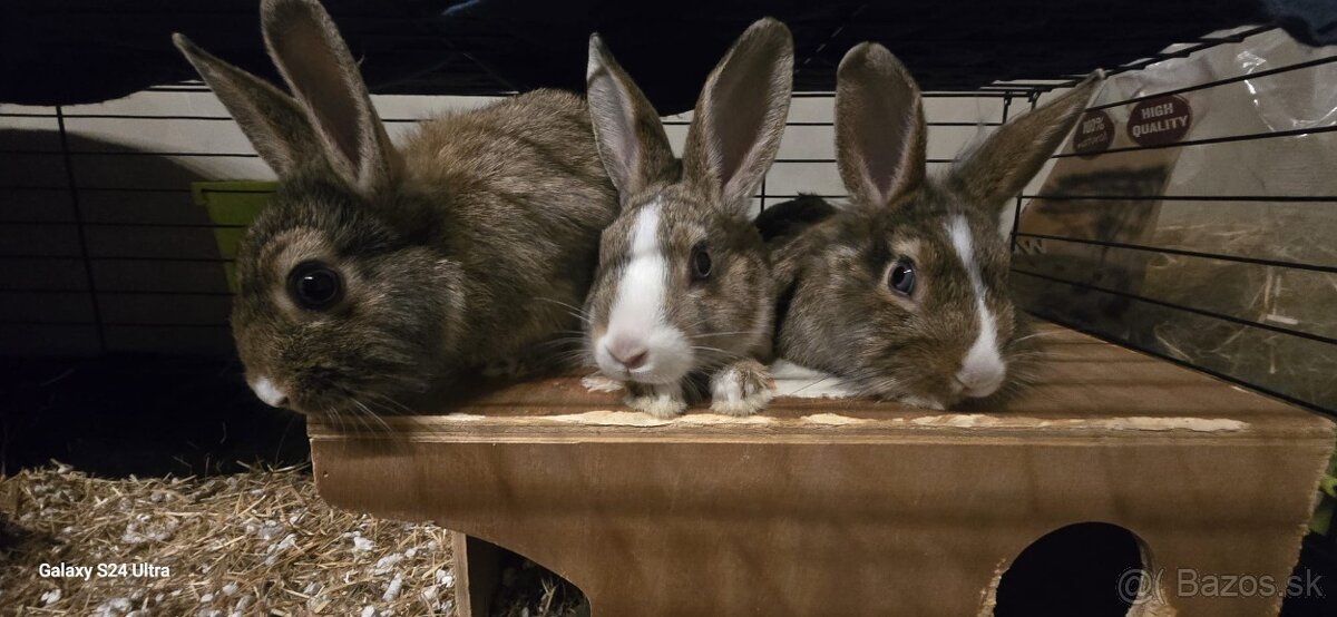 Zakrslý králik - 2