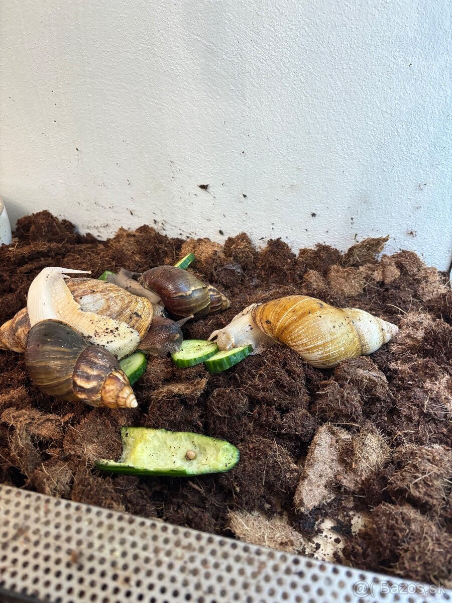 Terárium s africkými slimákmi - 2