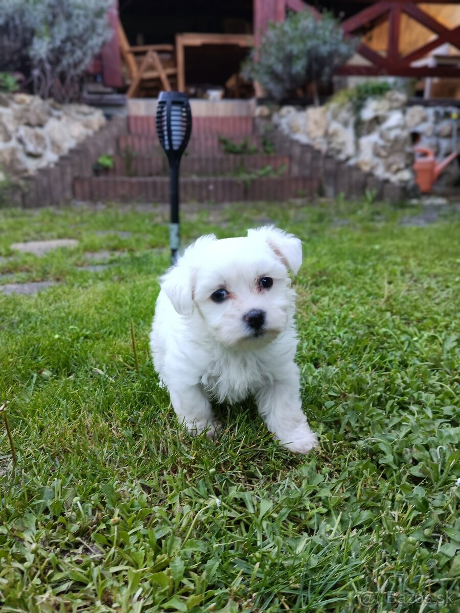 Maltezsky psík ,maltezak - 2