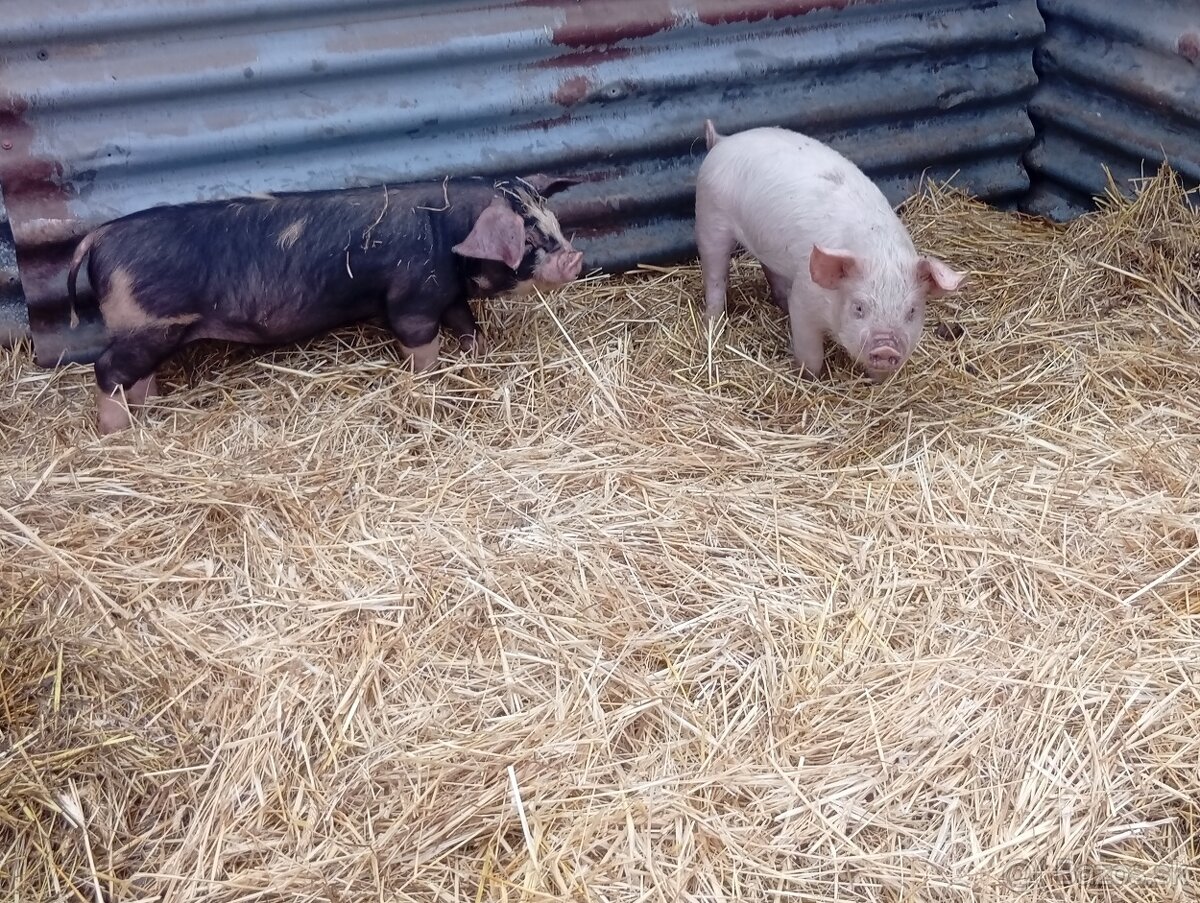Predám odstavčata 20-25kg - 2