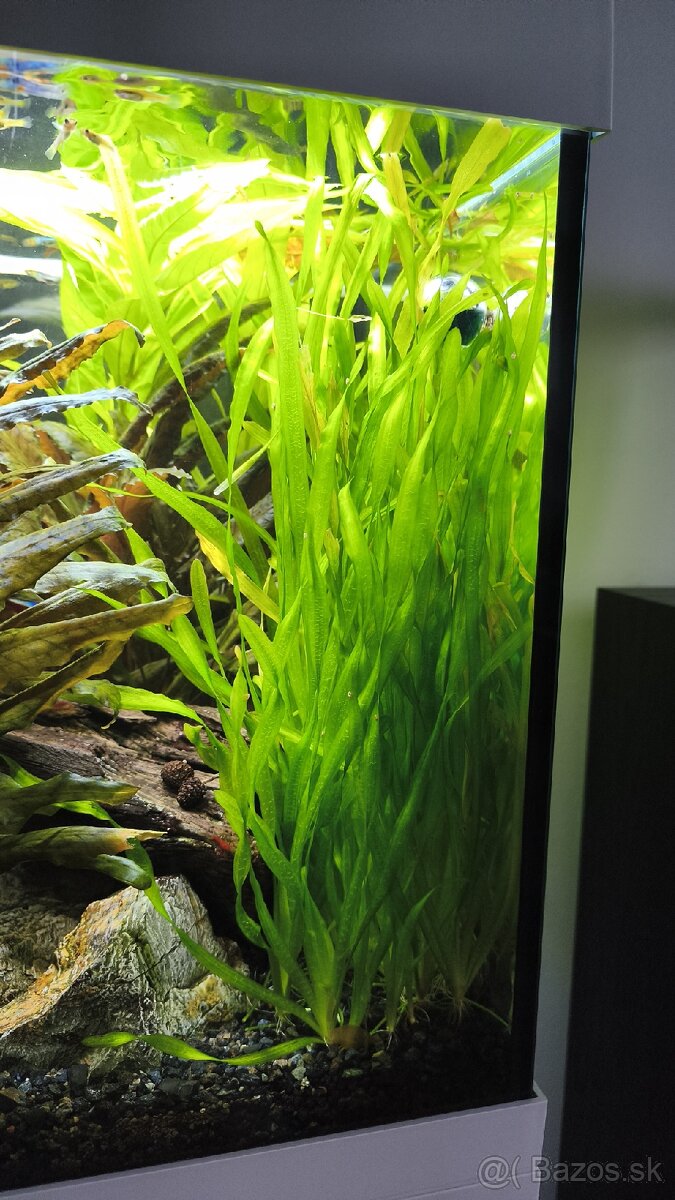 Rastliny do akvaria - 2