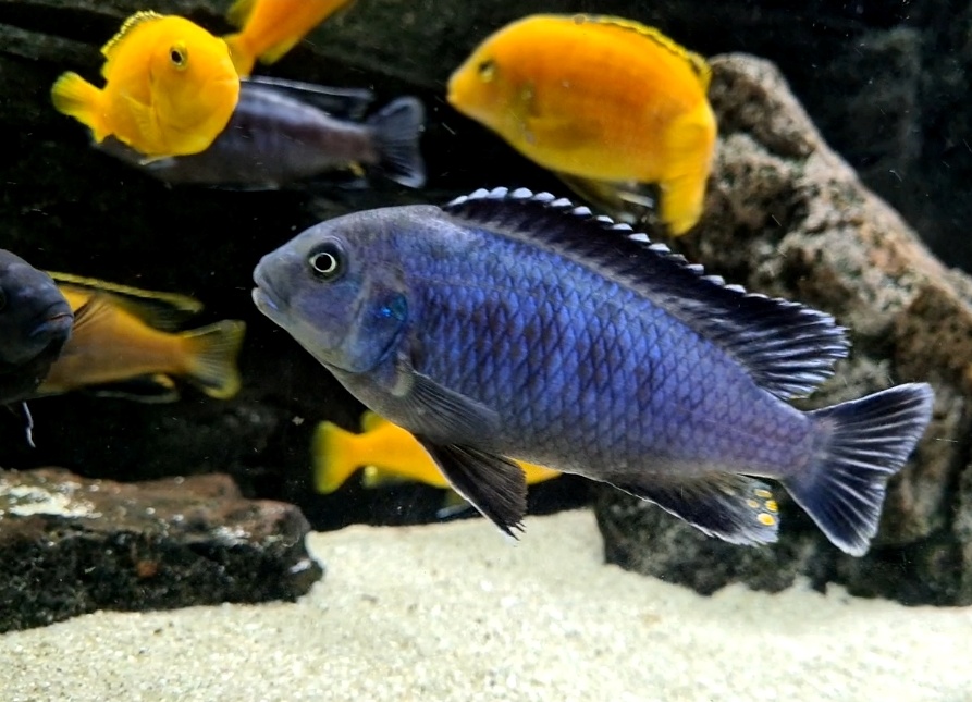 Africké cichlidy - 2