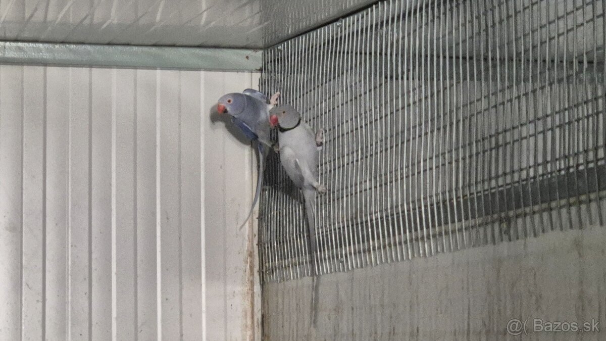 Alexander malý chovný pár 2020 - 2