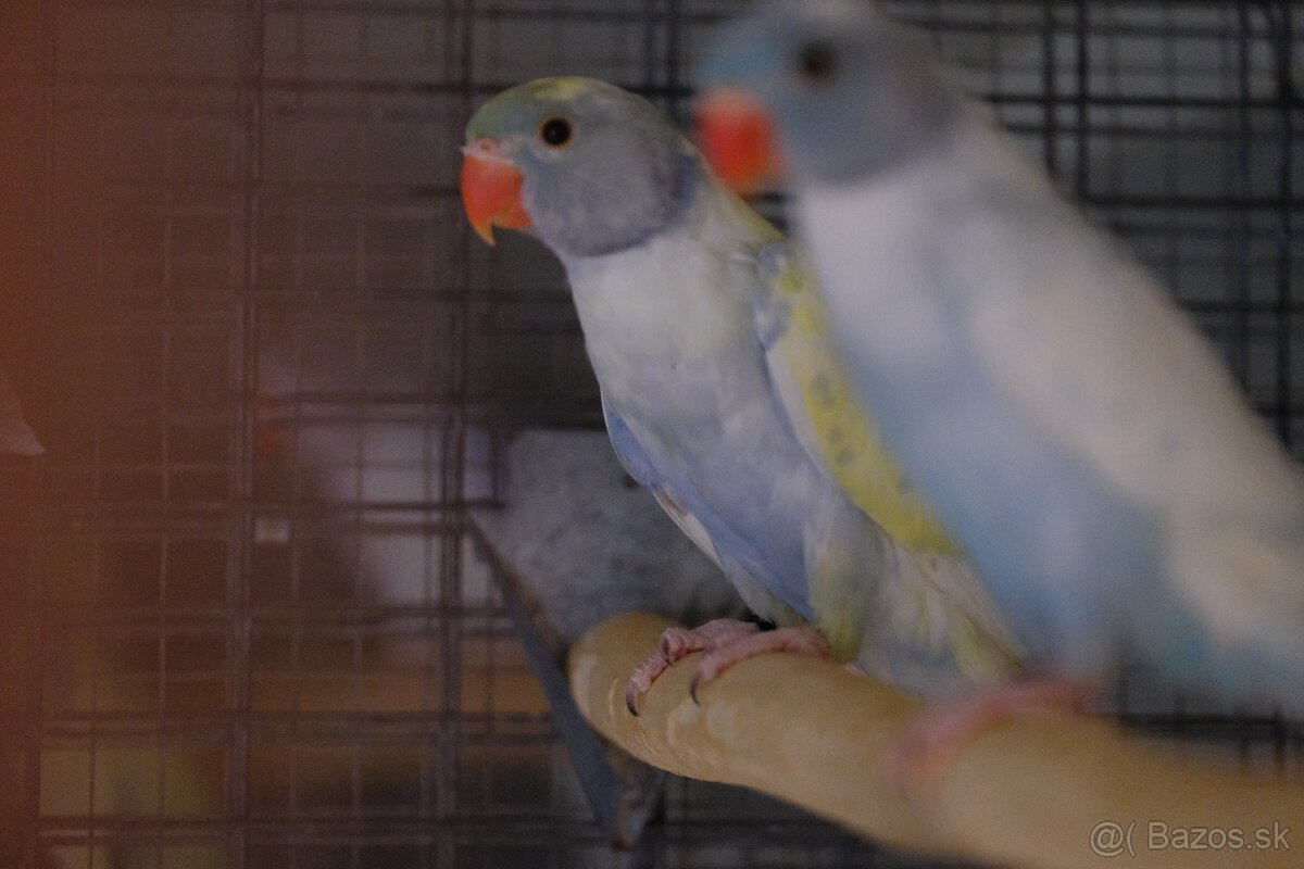 Alexander malý straky páry - 2