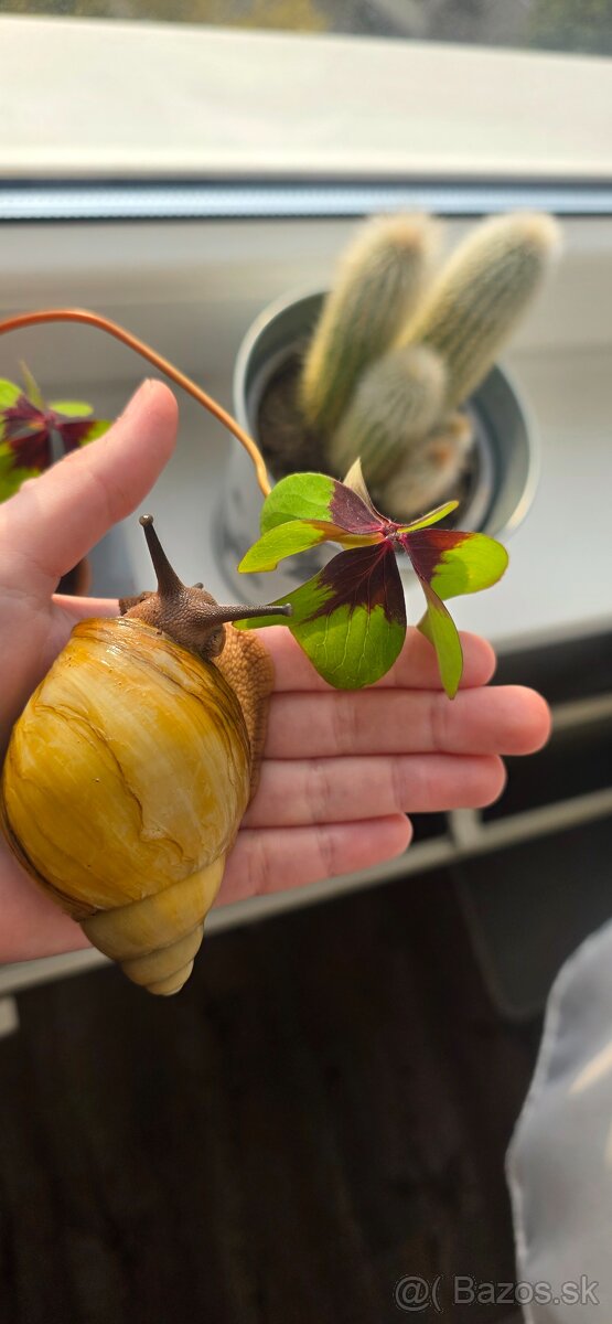 Africký slimák - 2