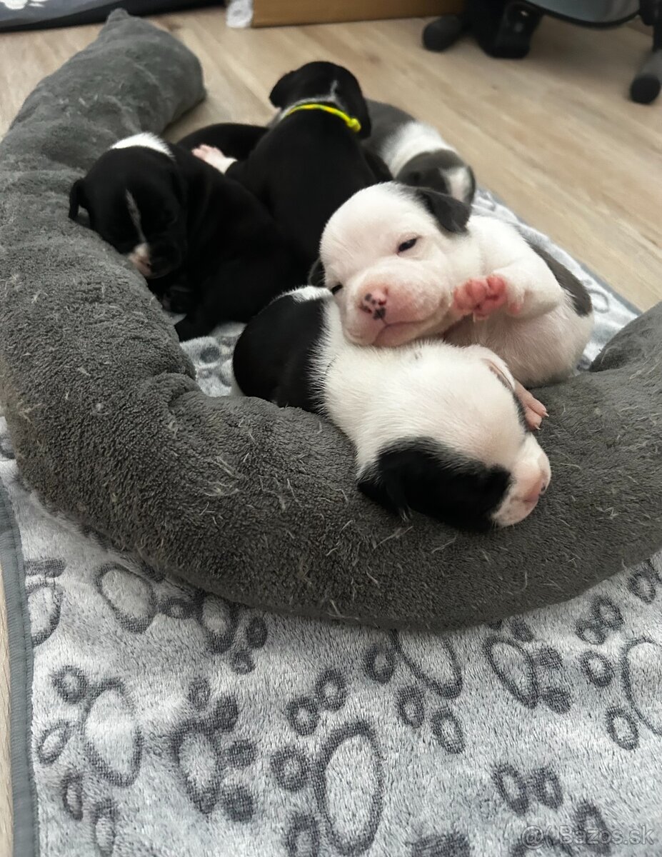 Stafordšírský bulteriér s PP - 2