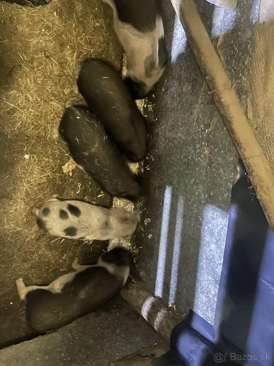 Vietnamske prasiatka - 2