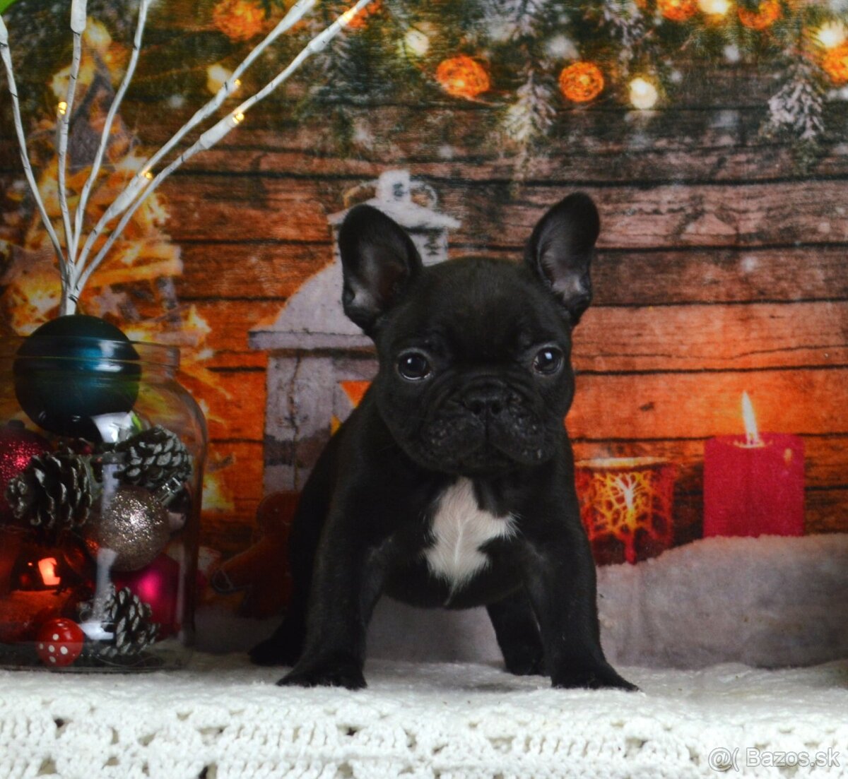 Francúzsky buldoček s PP/French bulldog - 2