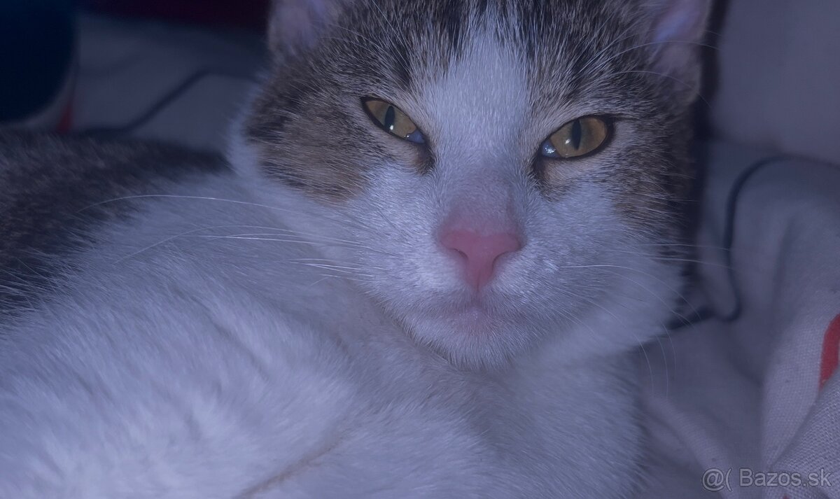 Darujem kocúrika - 2