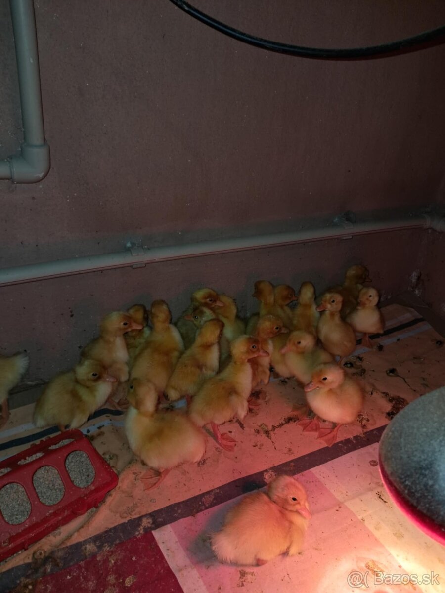 Nasadové vajcia - 2