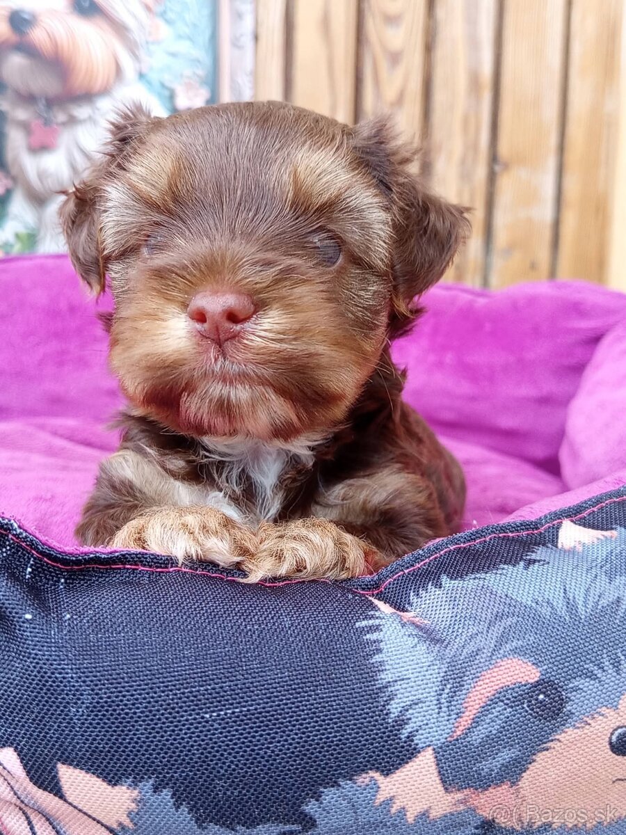 Yorkshire terrier Choco, psík - 2