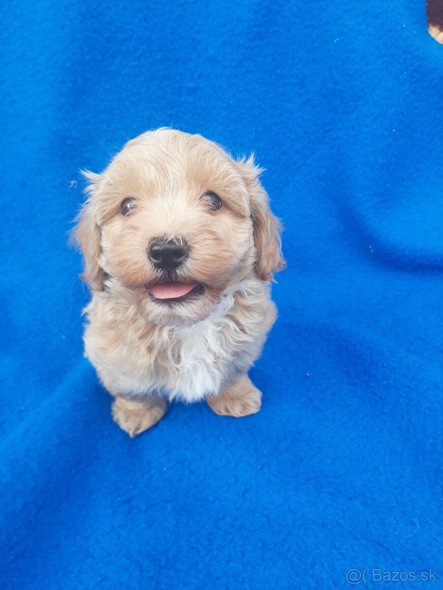 Maltipoo - 2