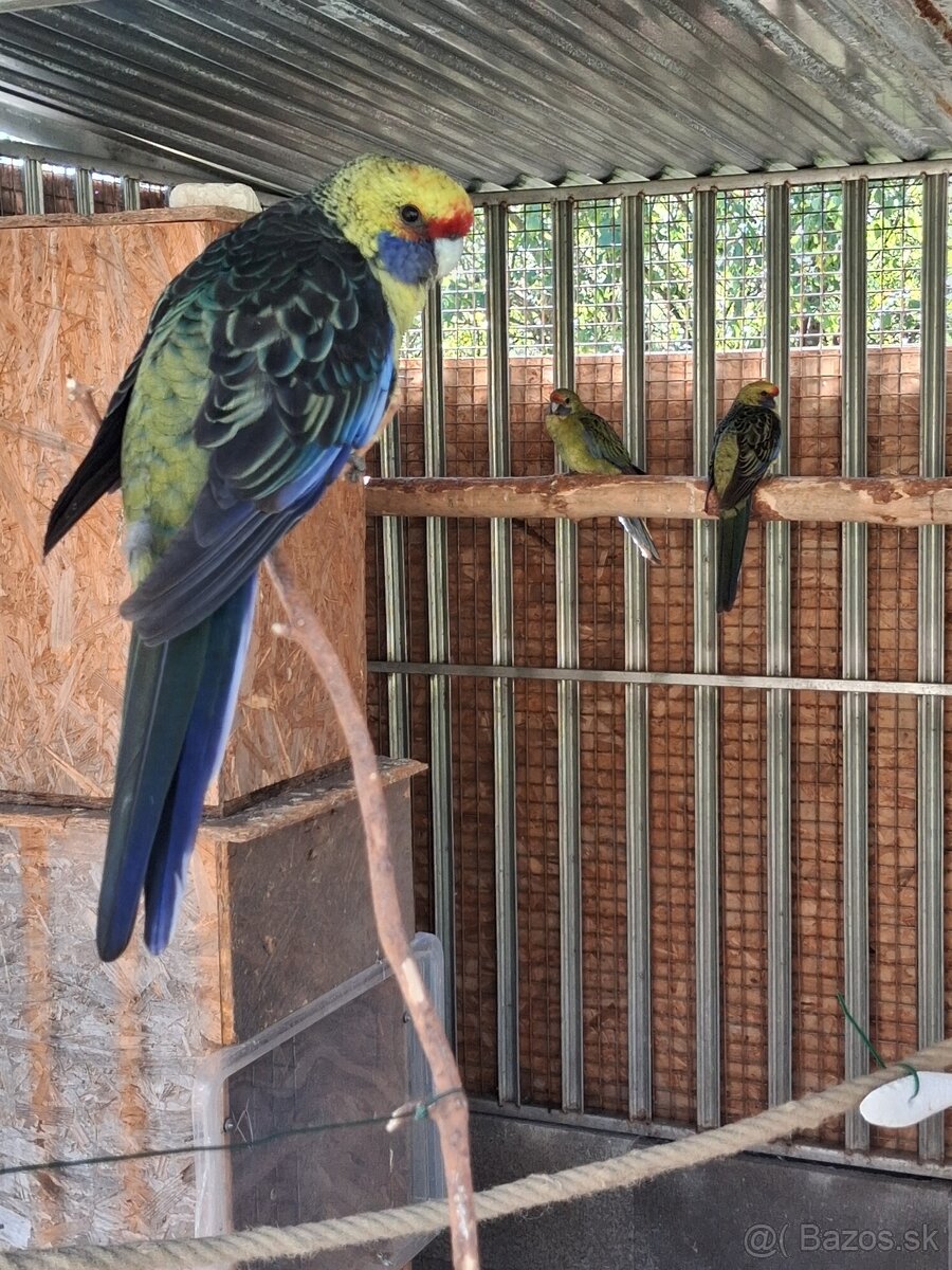 Rozela - 2