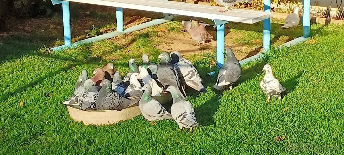 Poštové holuby - 2