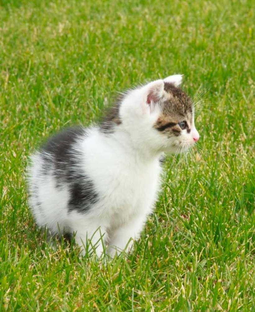 Darujeme mačiatka do dobrých rúk - 2