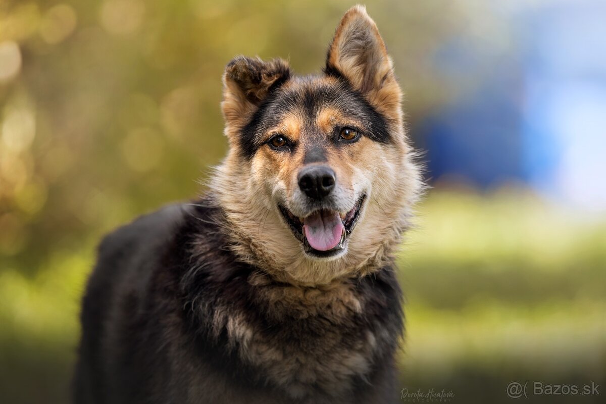 Darujem pokojnú sučku Lindu - mix husky / ovčiak - 2