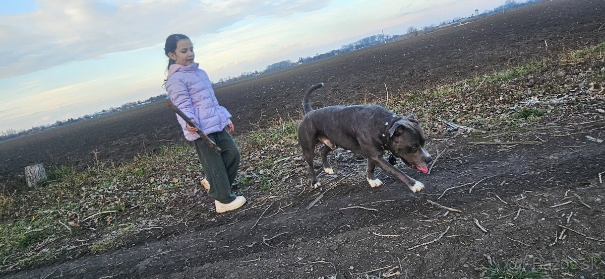 Krytie - Americky Stafordsirsky terier - 2