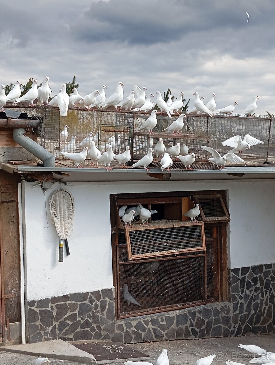 Biele poštové holuby - 2