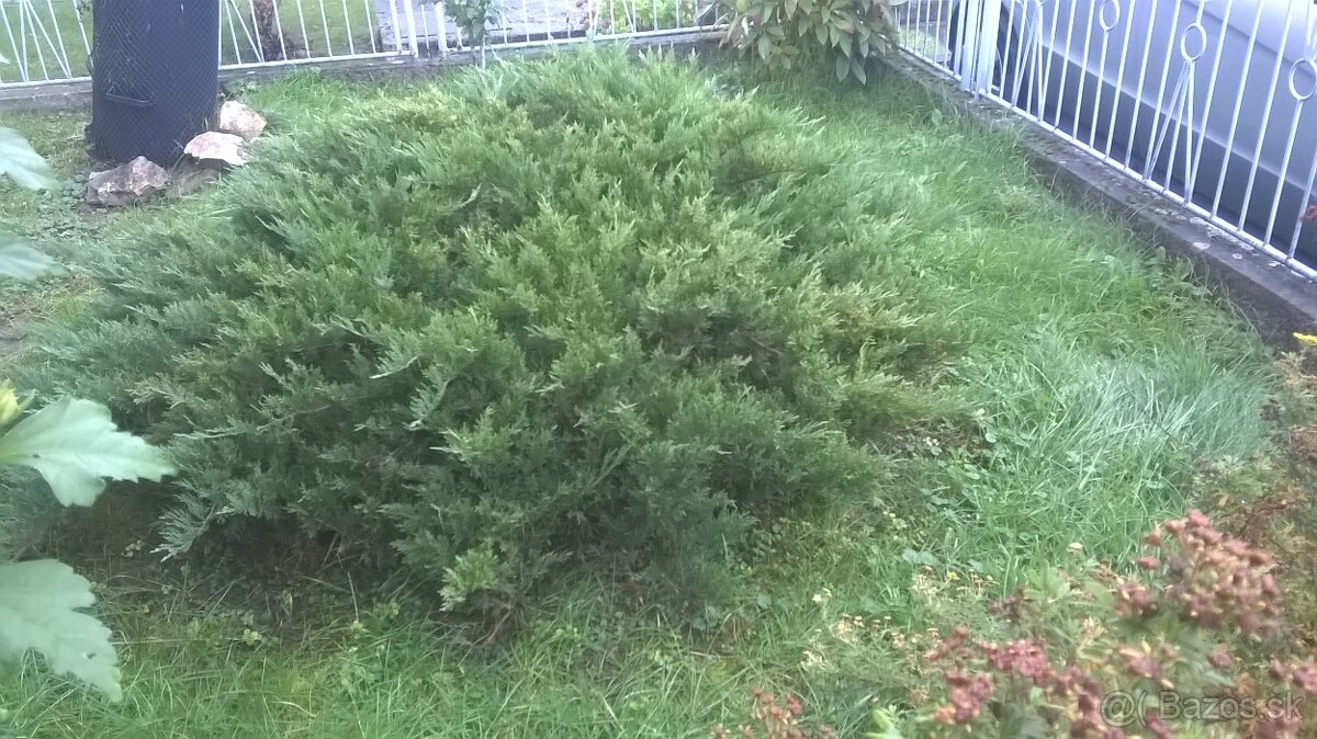 Okrasne zelene kriky - 2