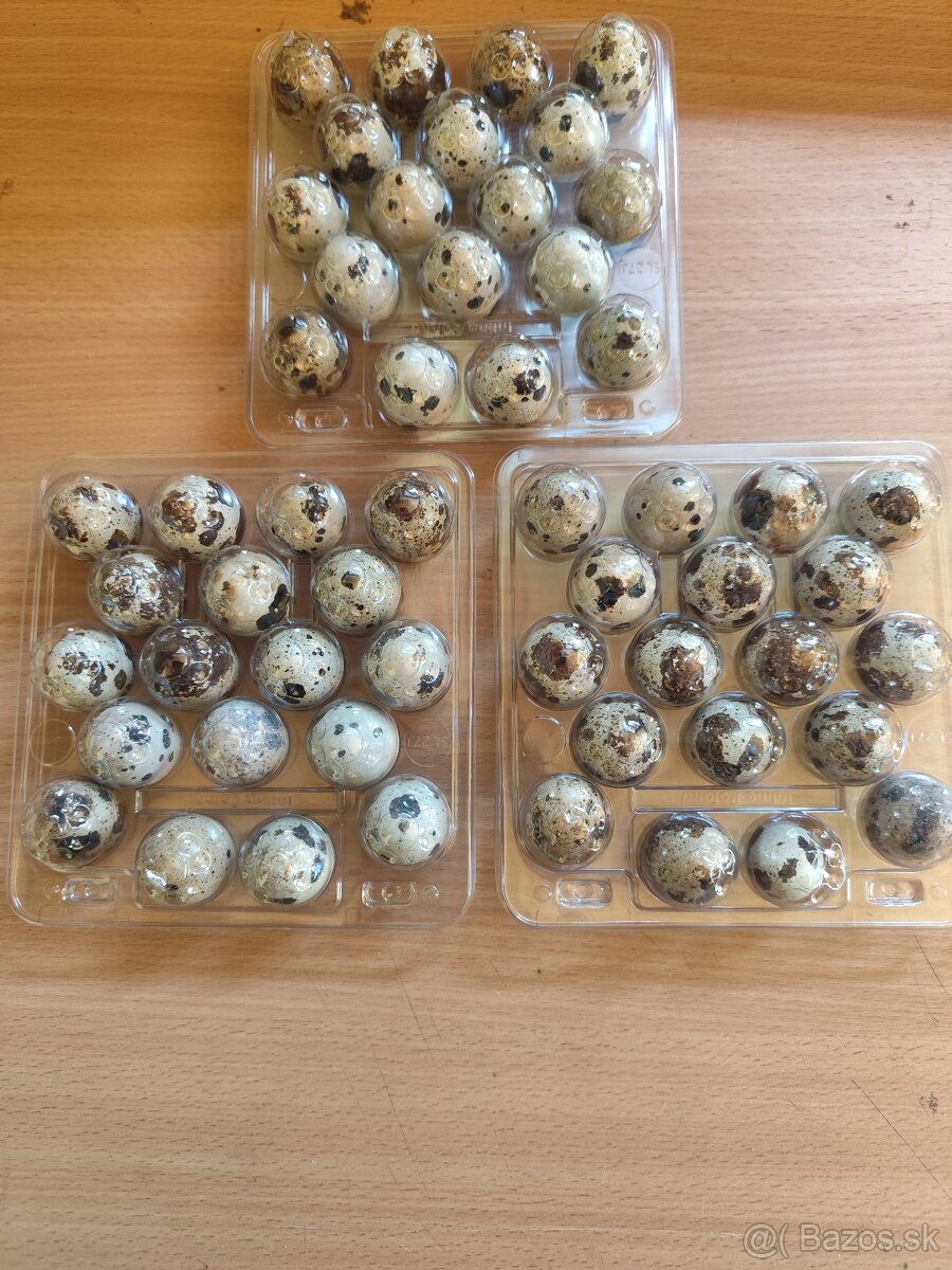 Predávam Prepeličie vajíčka - 2