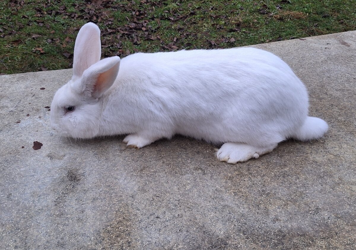 Driňovský biely - 2