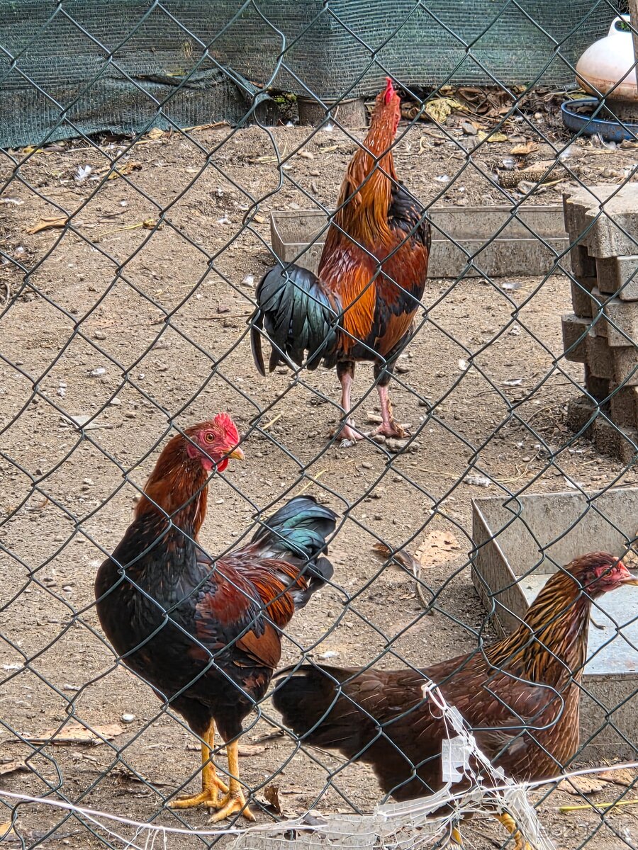 Predám kohútov Velsumka - 2