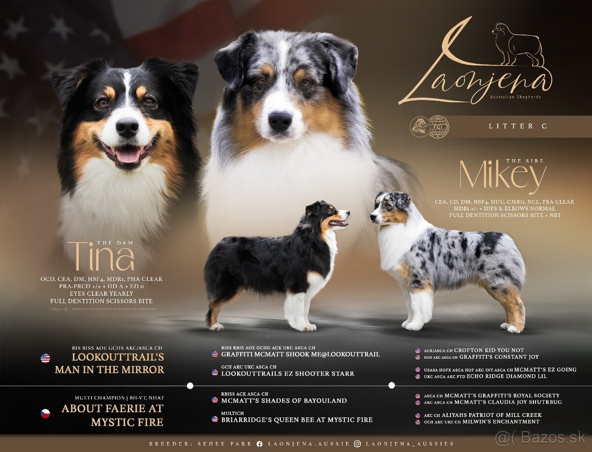 Predaj šteniatka Austrálsky ovčiak 💎 - 2
