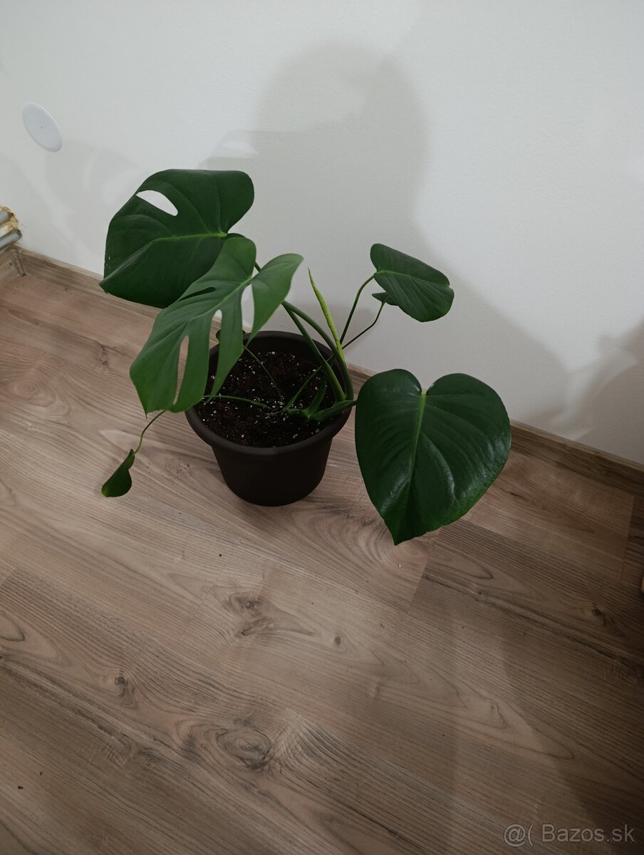 Monstera deliciosa - 2
