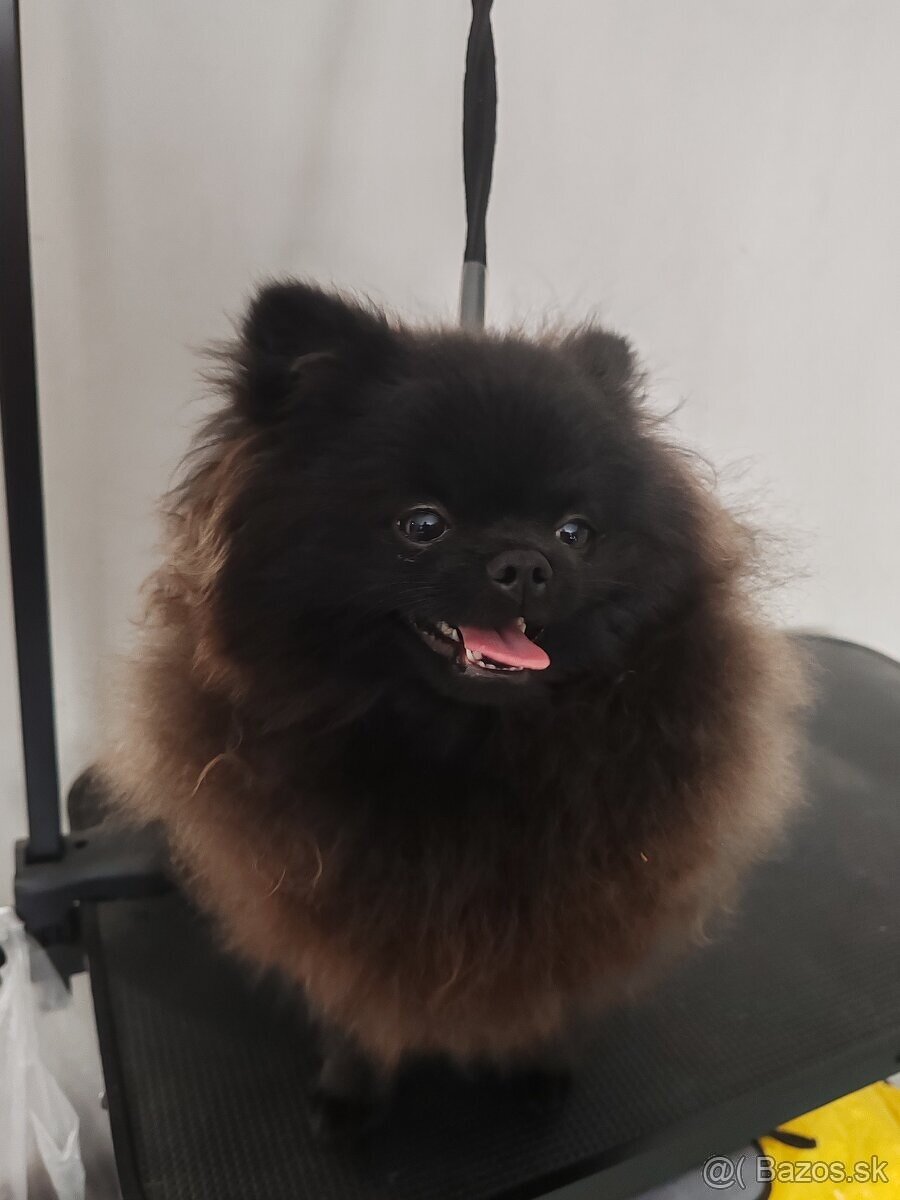Predám pomeranian psík - 2