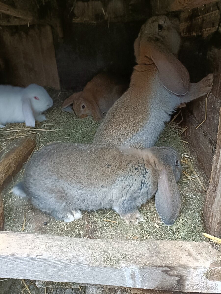 Predám králiky - 2