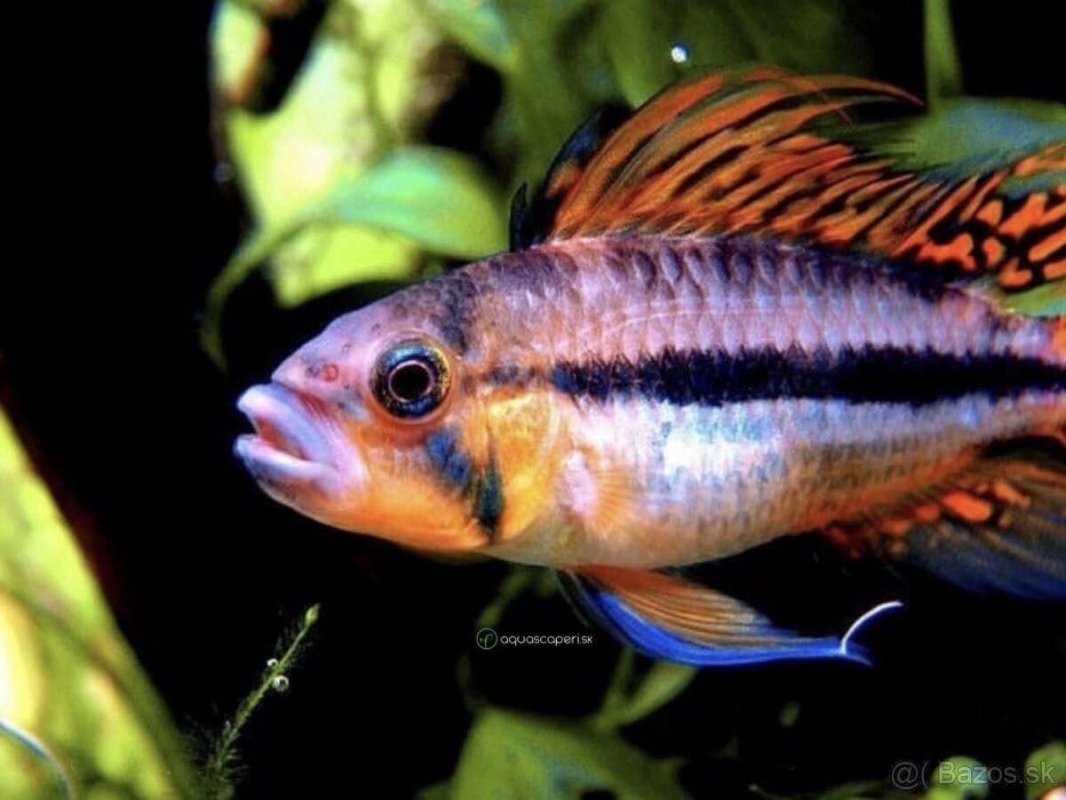 Cichlidka kakadu (APISTOGRAMMA) - 2