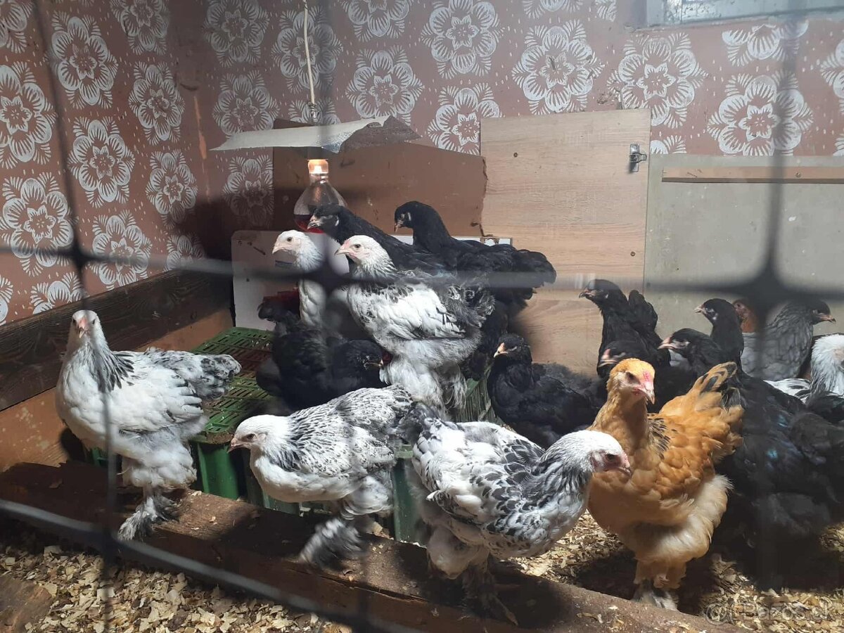 brahma, brahmanka,brahmanky, brahmanka velka - 2