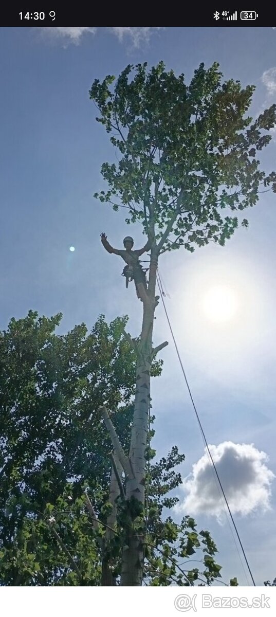 Výruby a orezy stromov - 2