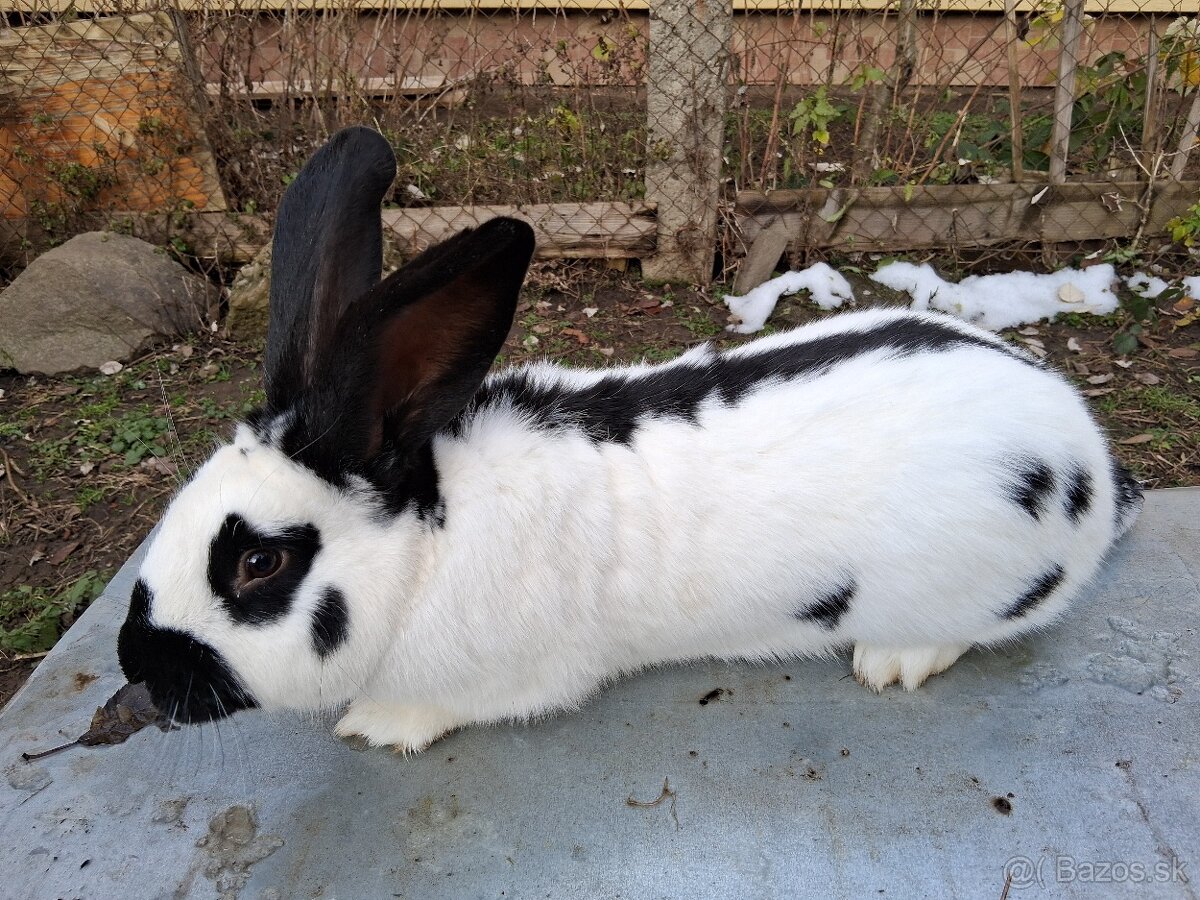 Zajac/ Zajace samec - 2