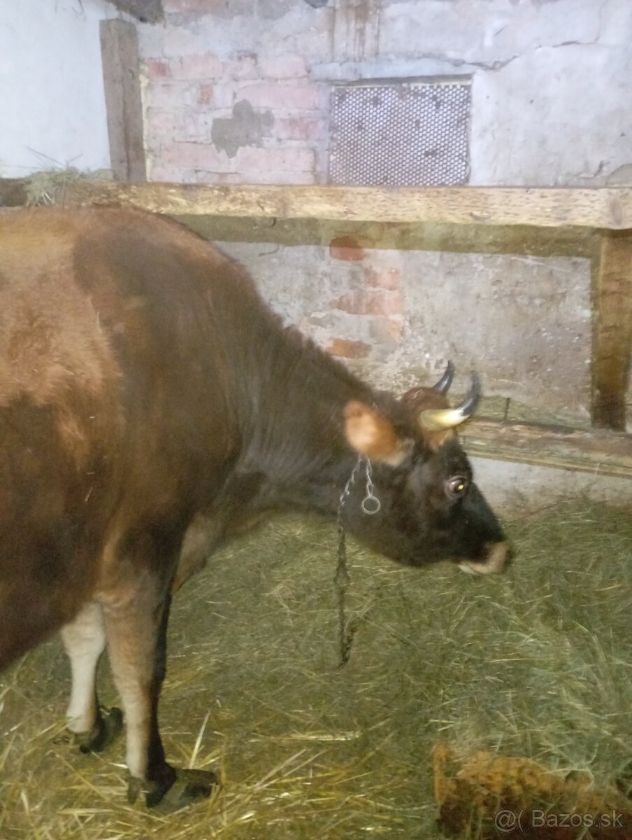 Predám kravicku Jersey - 2