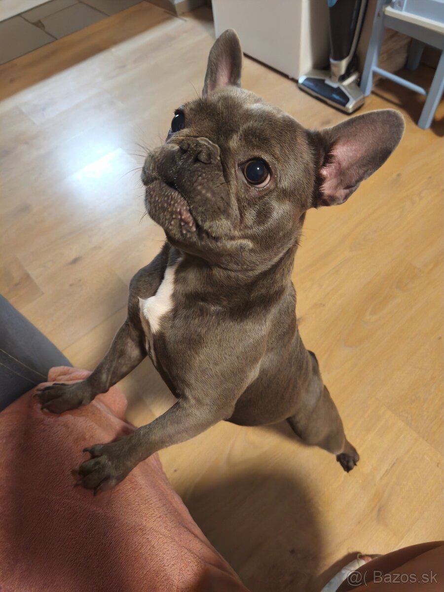 Francúzsky buldoček - 2