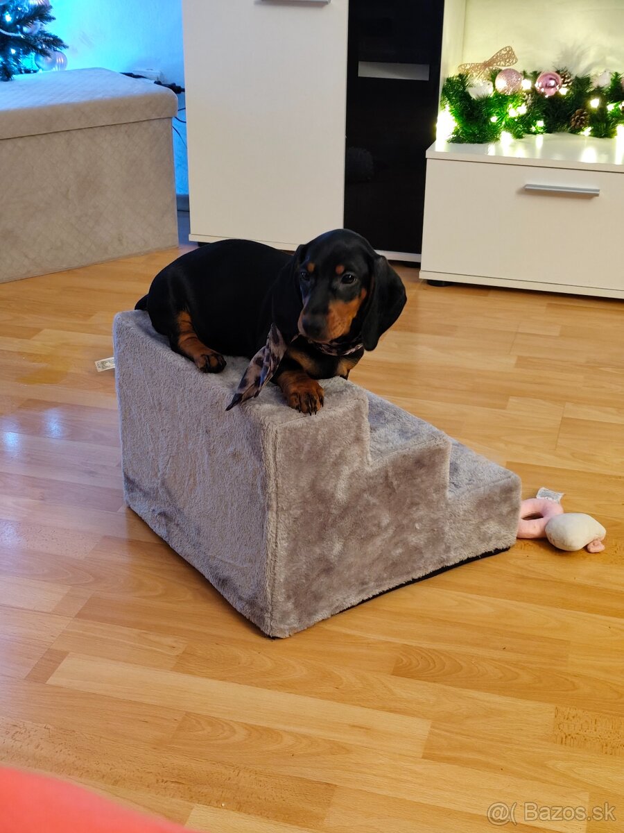 Predám šteniatko - 2