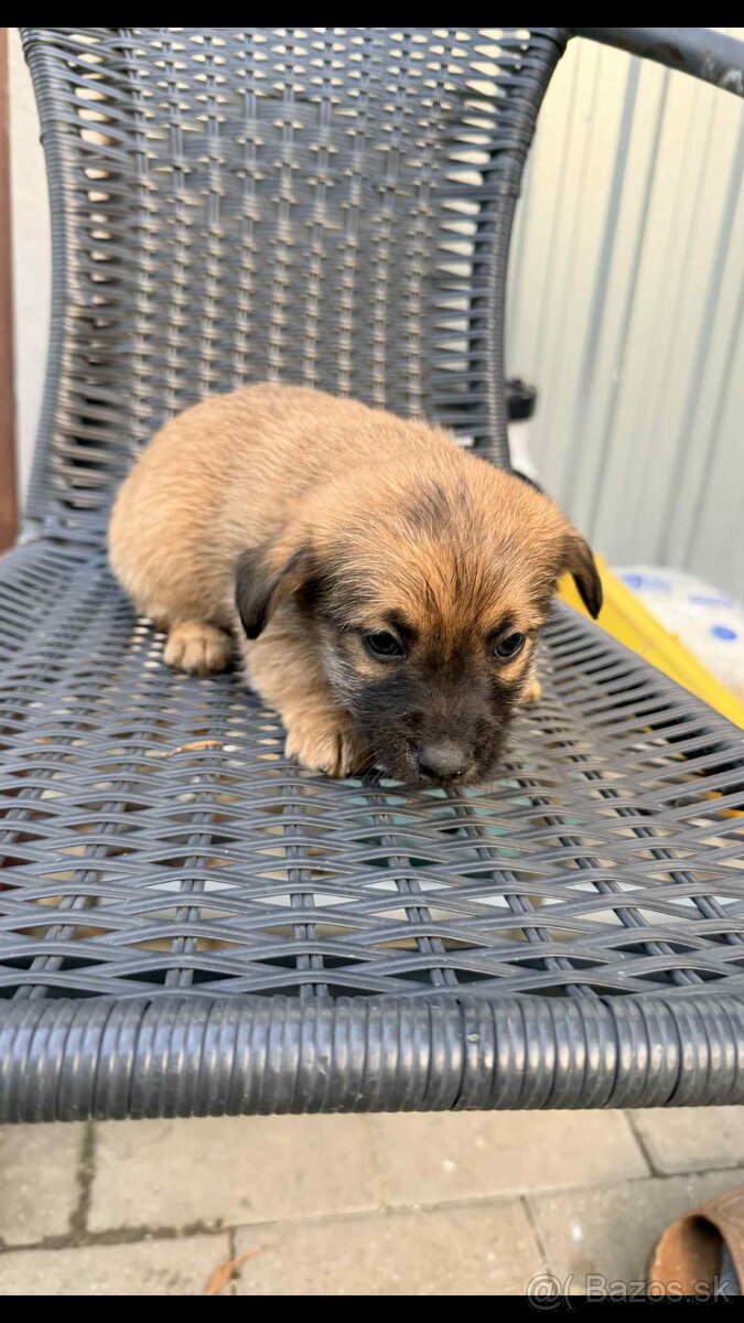 Predám šteniatka jazvečika - 2