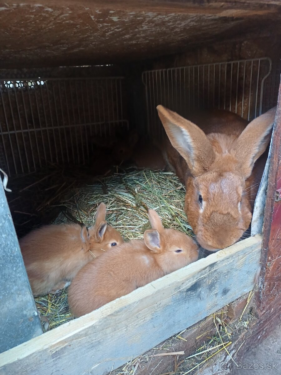 Bu králík - 2