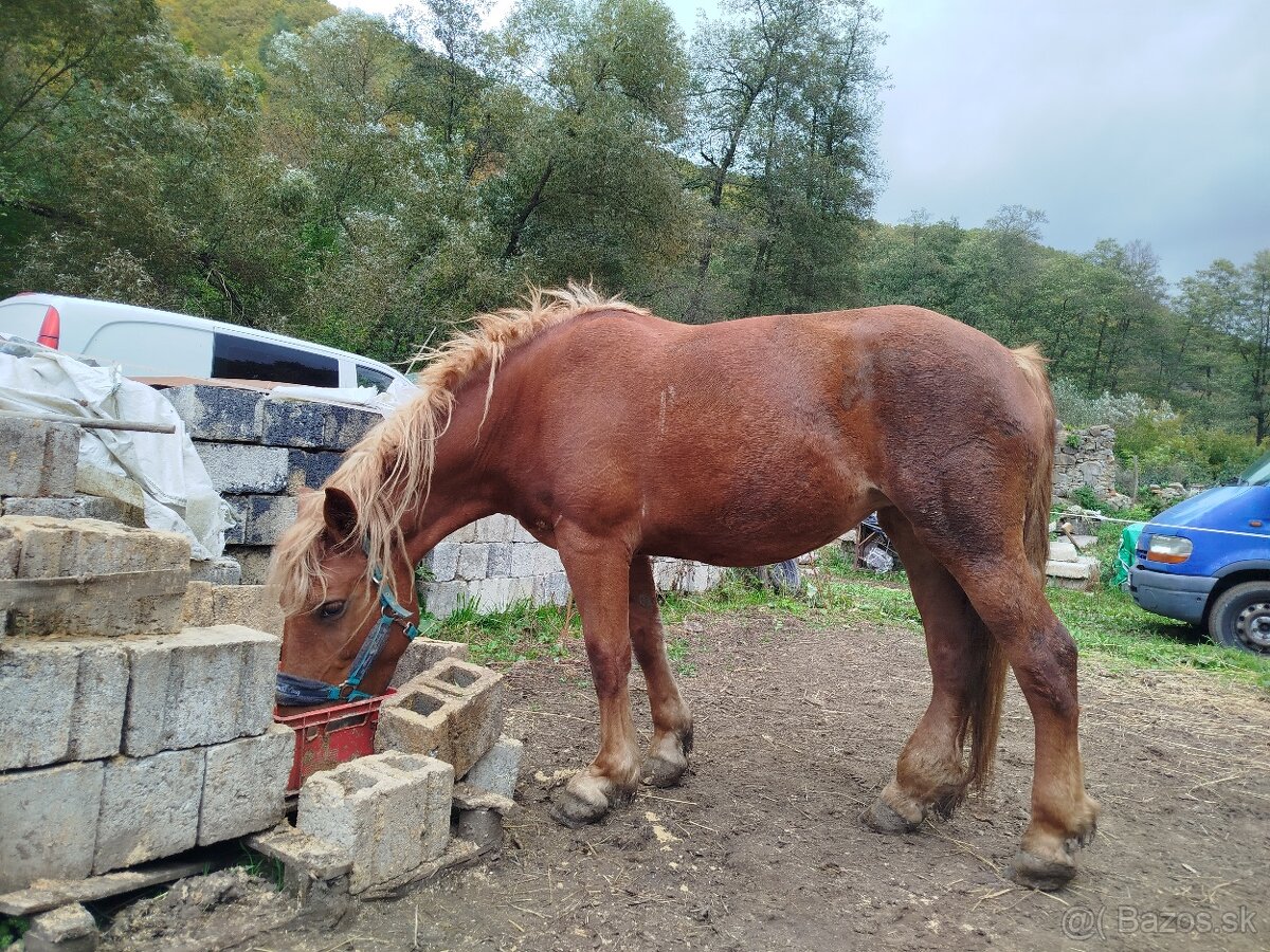 Predám kobylu SN - 2