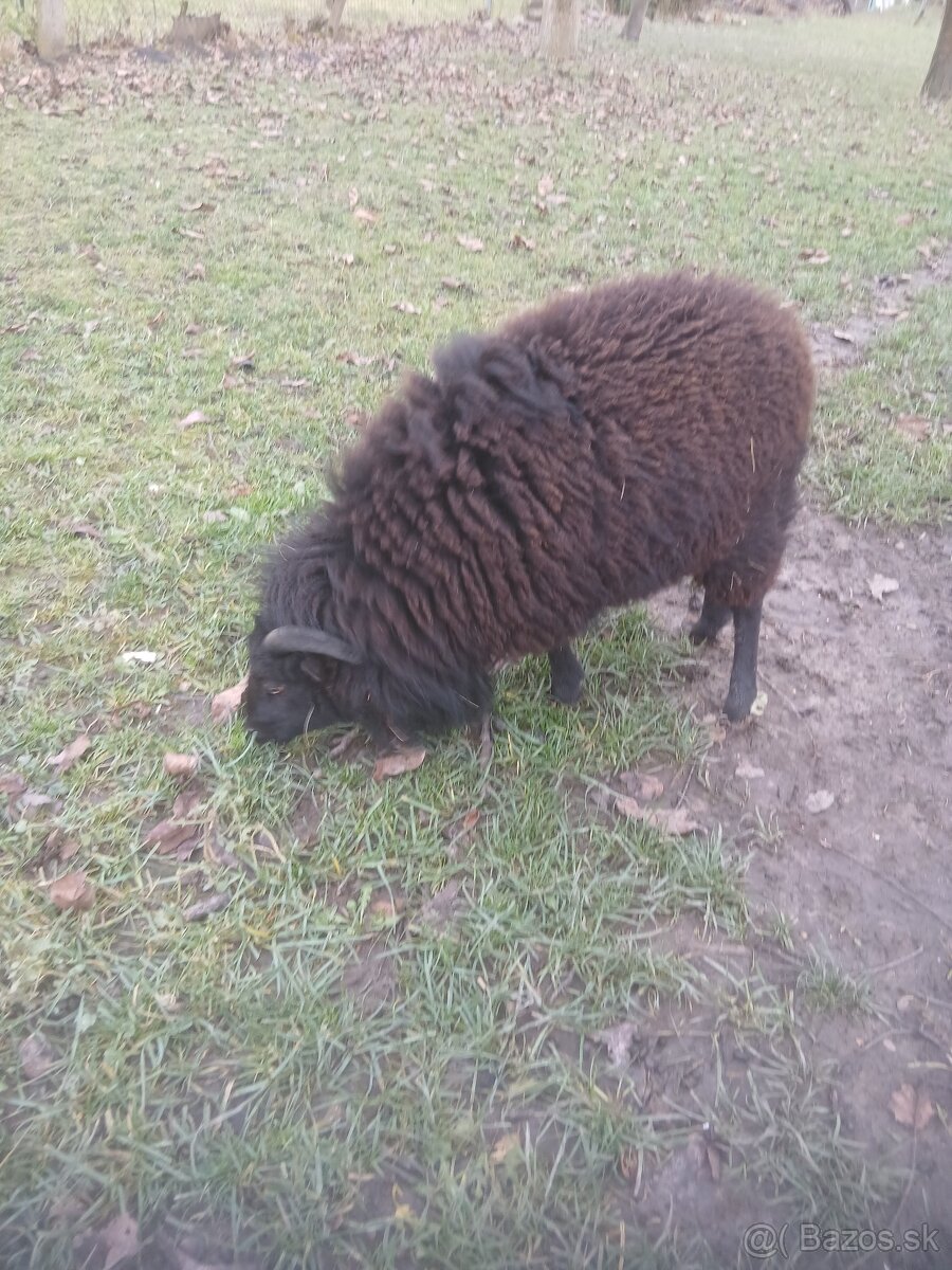 Predám mladého quessantskeho baránka - 2