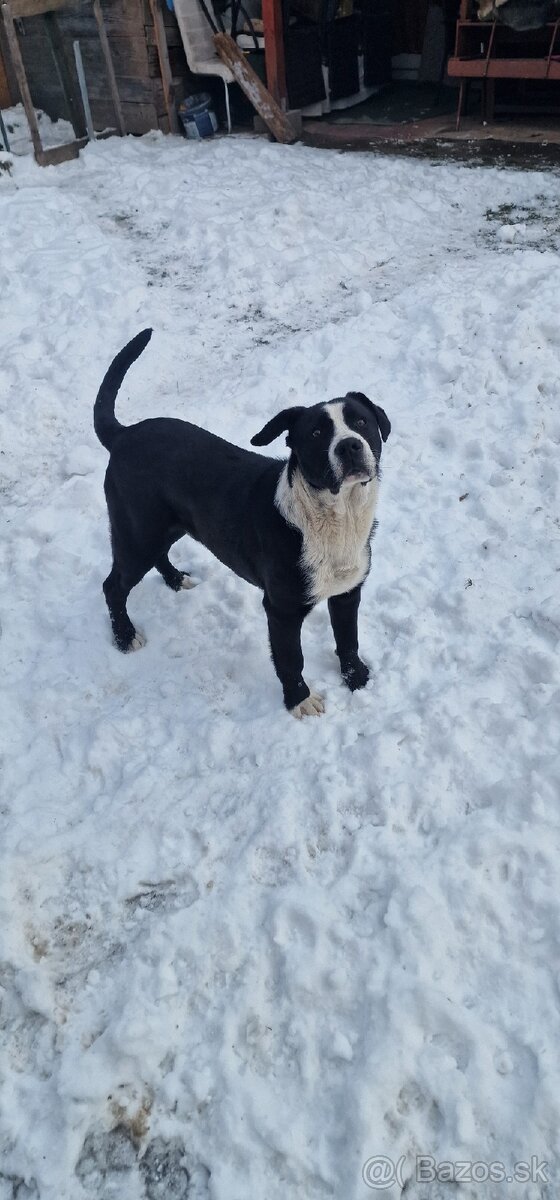 Darujem šteniatka - 2