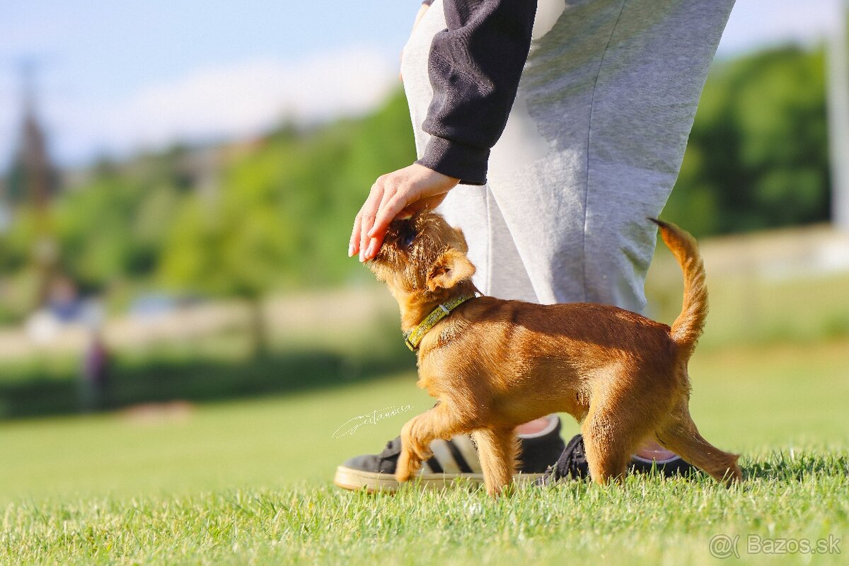 venčenie a výcvik psov Nitra Zobor - 2